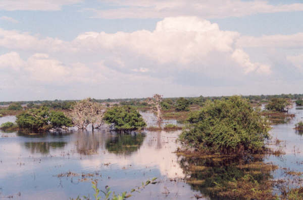 nesting-habitat-PrekToalfloodedforest.JPG