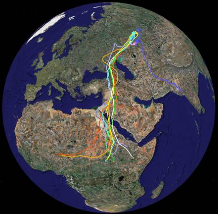 migration-routes-pallid-harriers.jpg