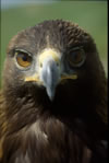 golden_eagle.jpg