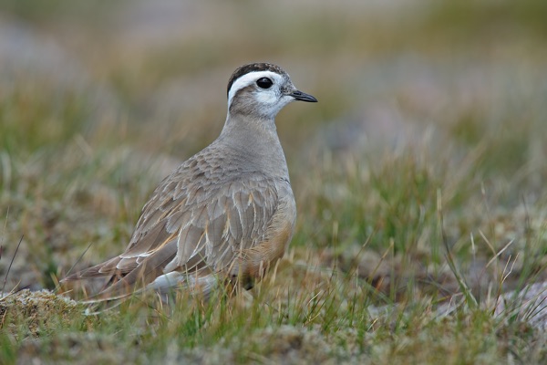 dotterel-blair.jpg