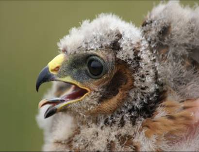 hen-harrier-chick.jpg