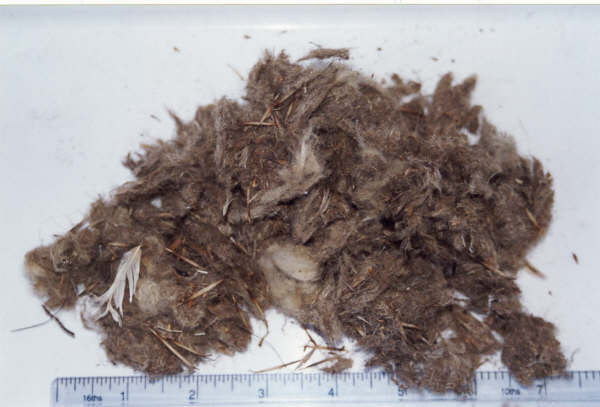 GEpelletlagohedgehog.JPG