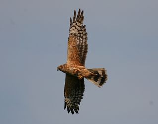 pallid-harrier 2- foto de T  Cornulier_opt.jpg