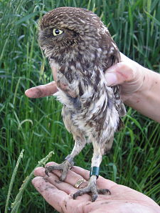 pit-tagged-adult-little-owl-vincent-cartwright_opt.jpg