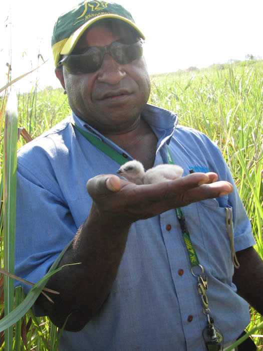 PowaLimuwithPapuanHarrierchick.jpg