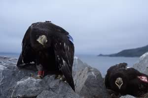Stellers_Sea_Eagle.jpg