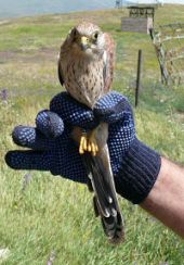 lesser-kestrel.jpg