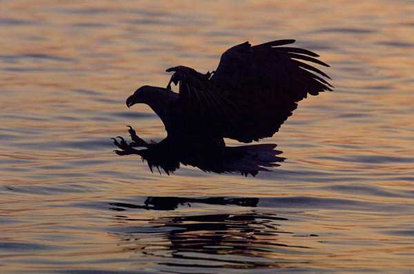 WTSE-silhouette_RGilbert_-d.jpg
