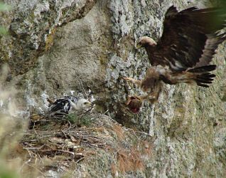 golden_eagle_arriving_nest_byPetrosBabakas_opt.jpg
