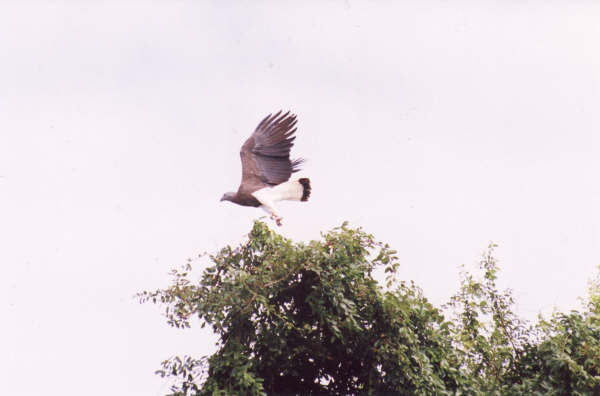 grey-headed-inflight.JPG