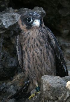 sooty-falcon-falcon-chick.jpg