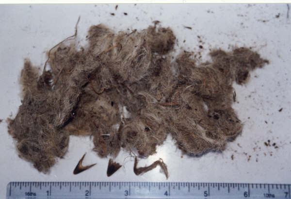 GEpelletsheepgrousebeak.JPG